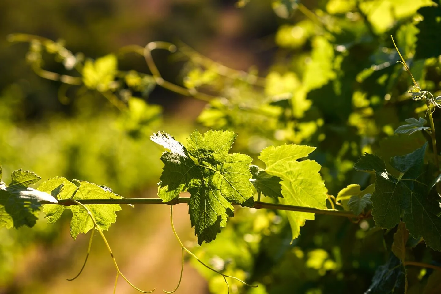 Quinta dos Sentidos – Piquenique