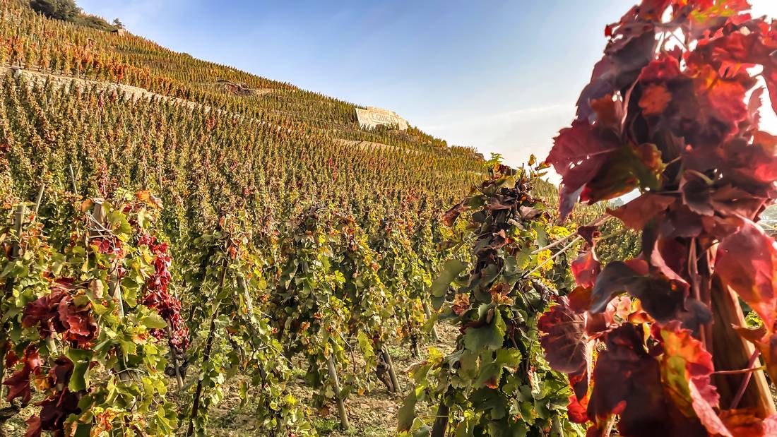 Visit to the “Le Clos” Côte-Rôtie Vineyard