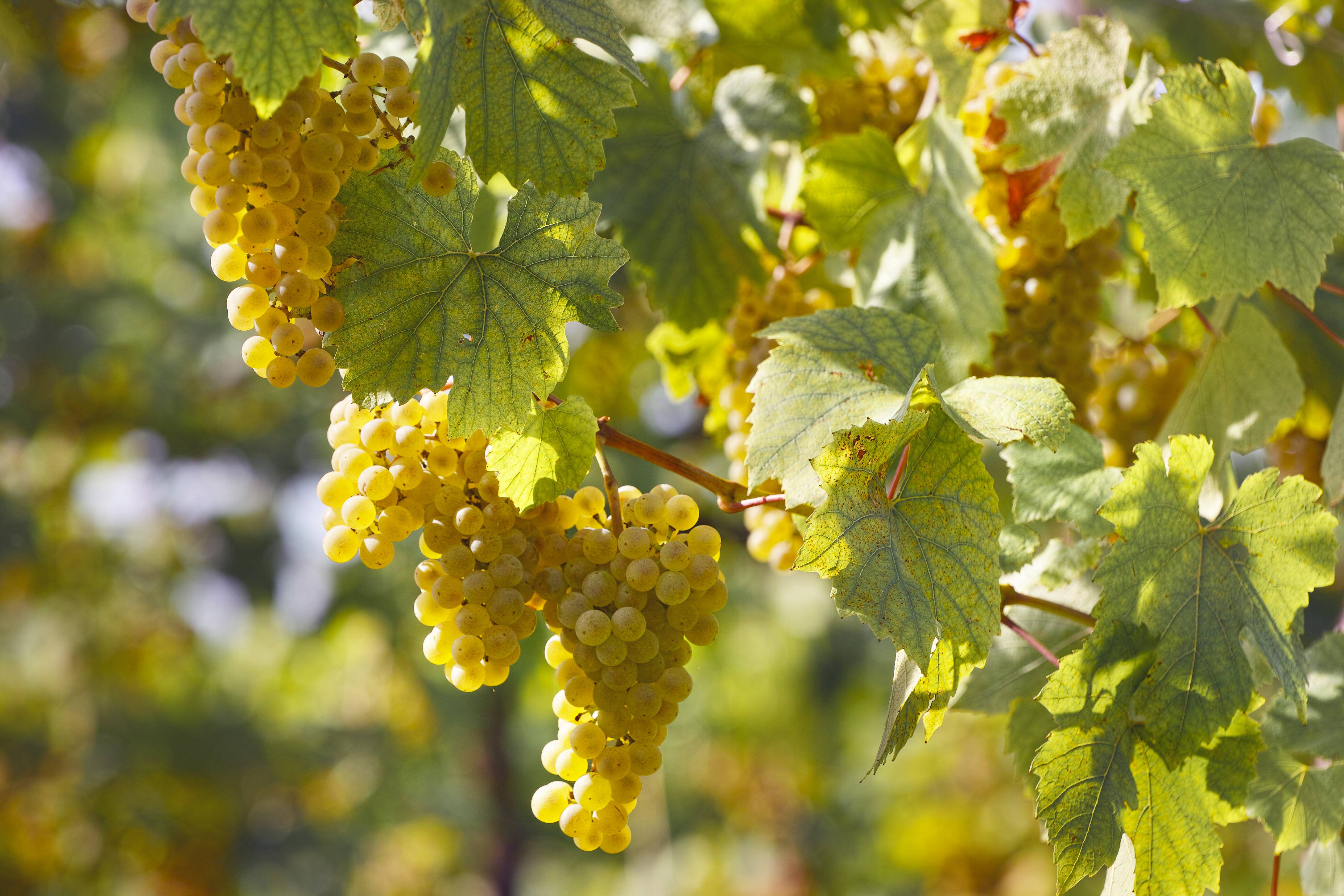 Adventure in the vineyard and tasting in the cellar