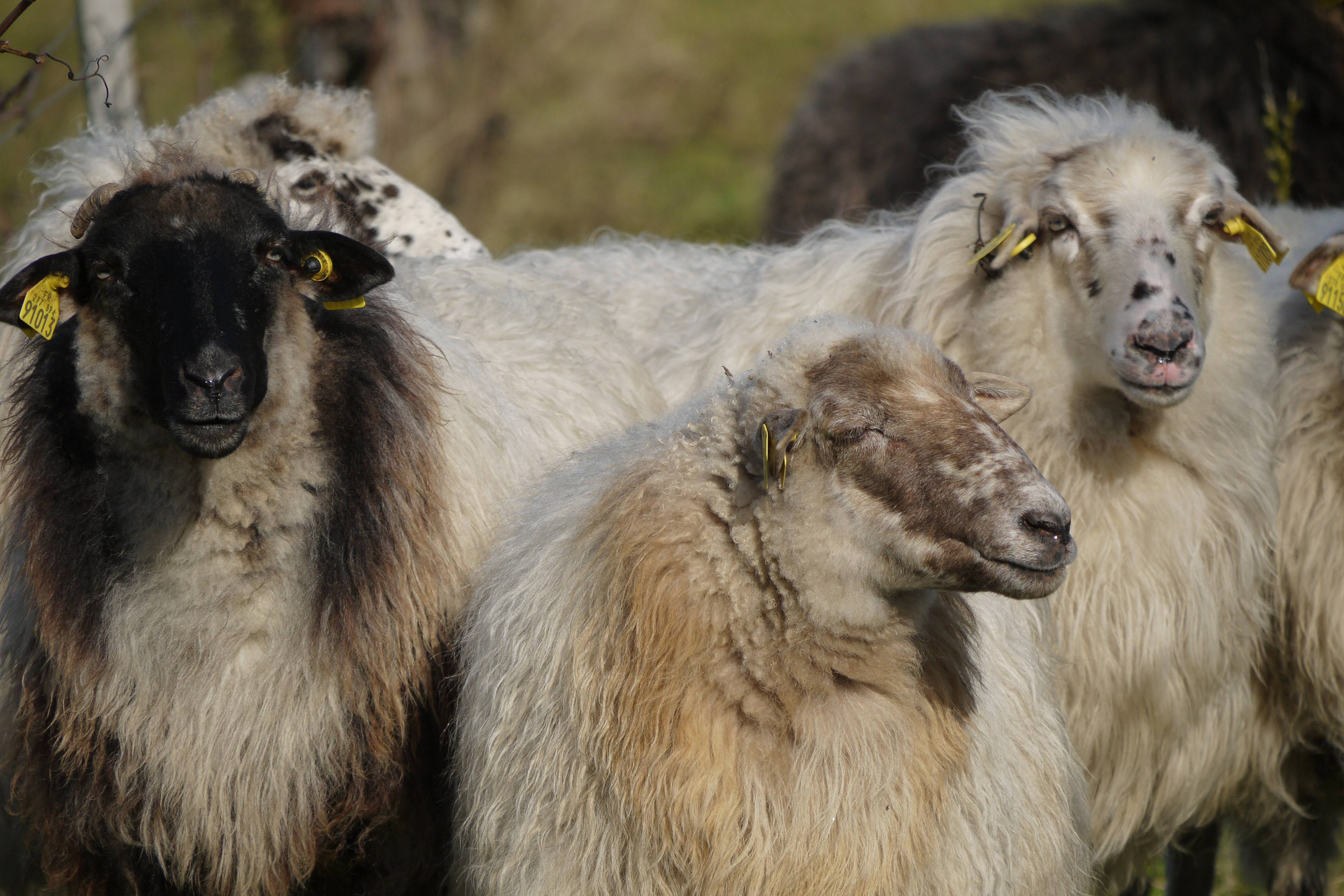 The Aperitif in the Vines