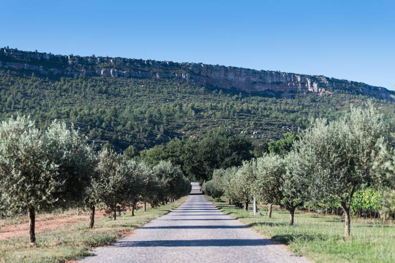 Vineyard and Wine Immersion