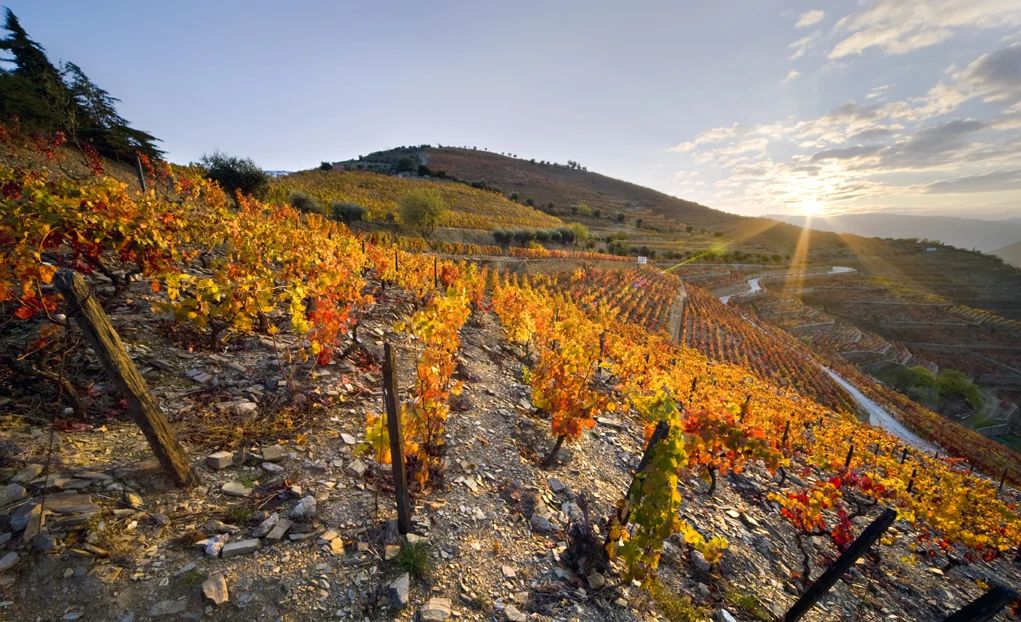 Quinta do Seixo – Visita Sandeman