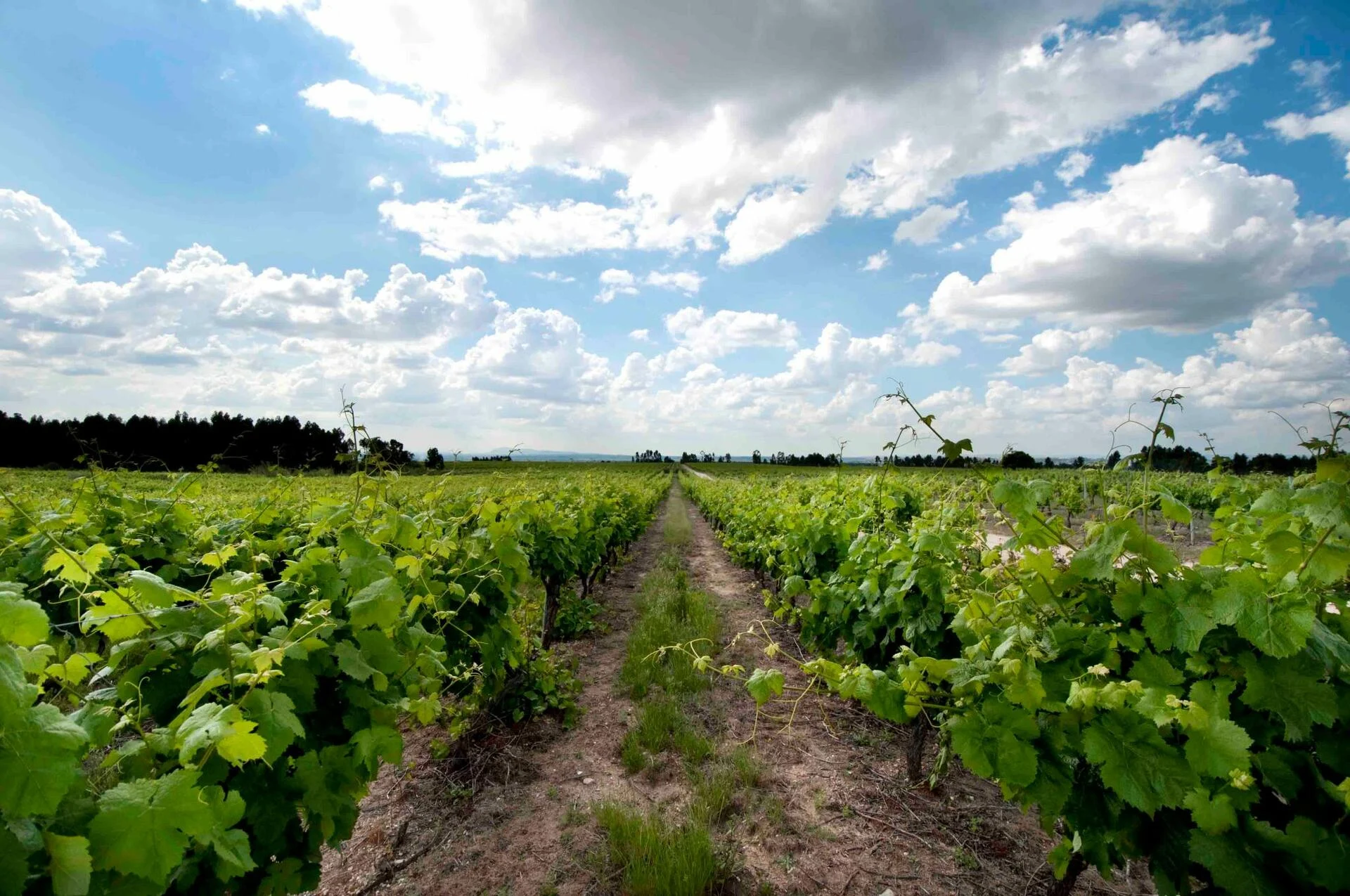 Quinta da Alorna – Prova Monocastas