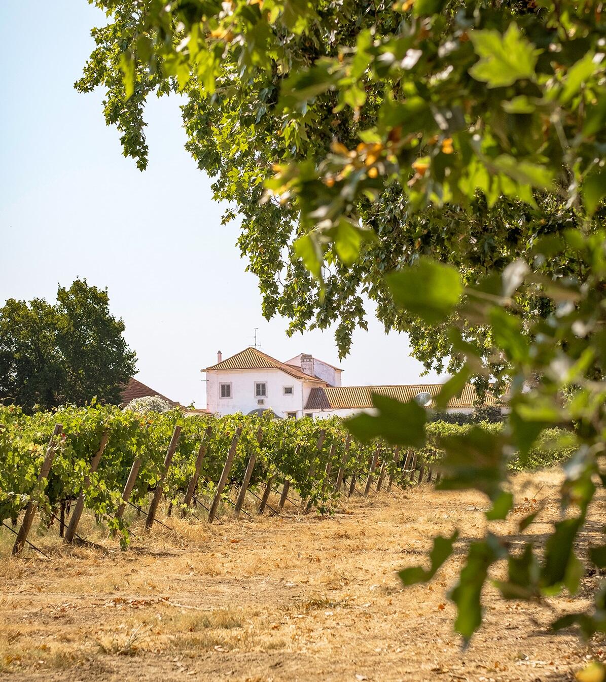 Quinta da Alorna – Prova Monocastas