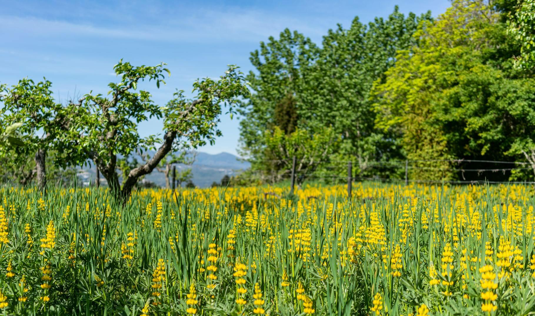 Casa de Mateus – Visita & Prova Douro