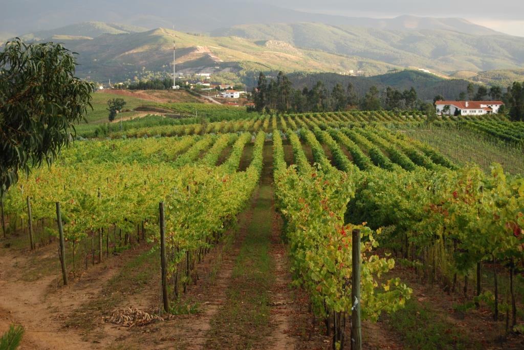 Quinta da Raza – Visita & Prova Exclusiva