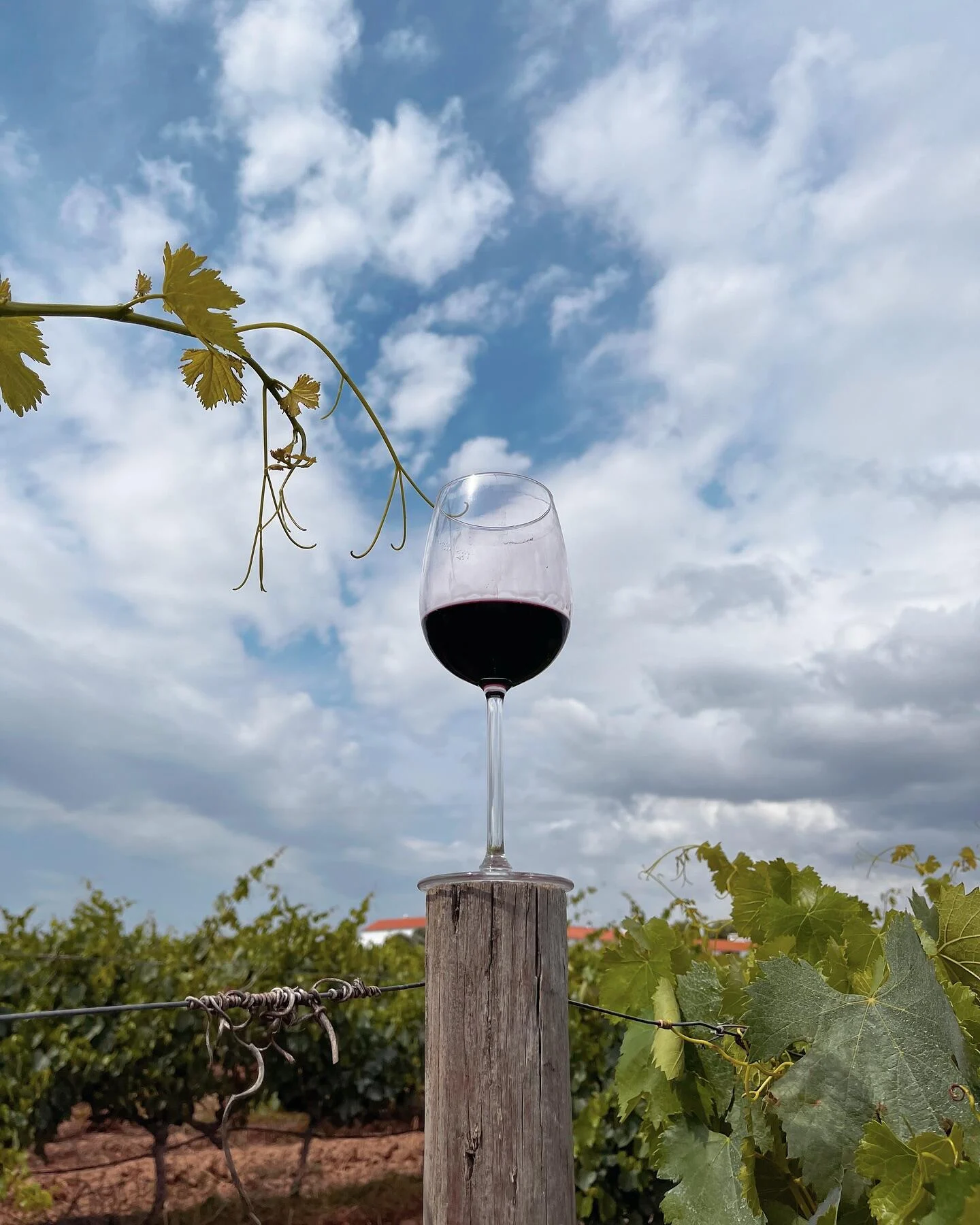 Herdade do Menir – Visita & Prova de Vinhos