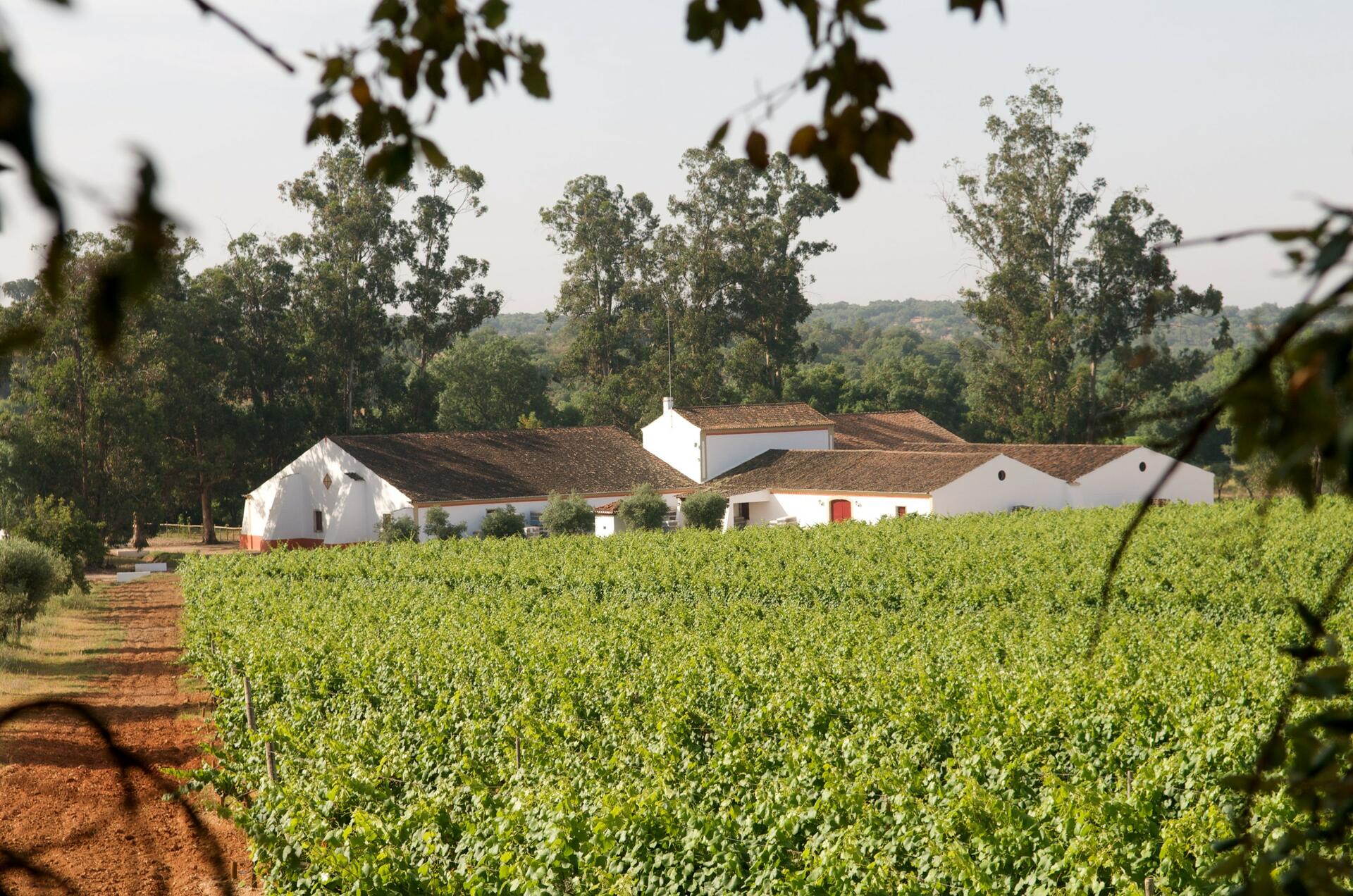 Mouchão – Visita à Adega, Vinha & Prova de Vinhos
