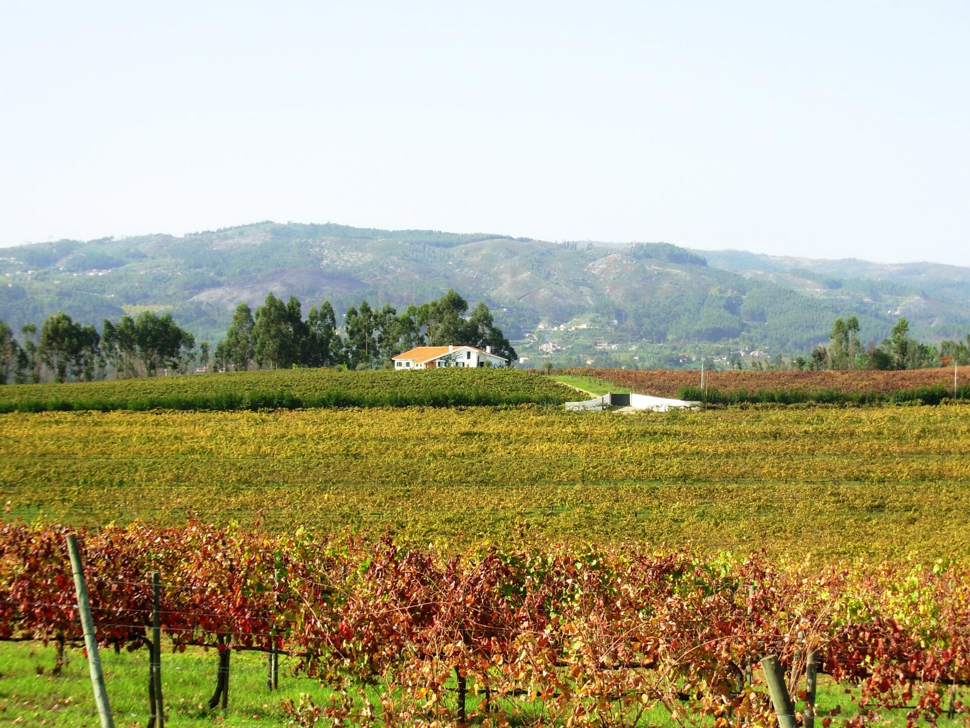Quinta da Raza – Passeio Pelas Vinhas & Horta
