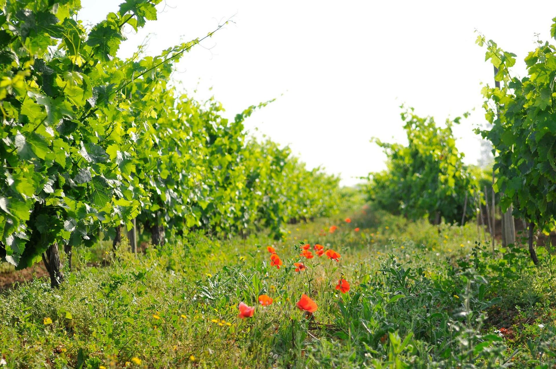 Mouchão – Visita à Adega, Vinha & Prova de Vinhos