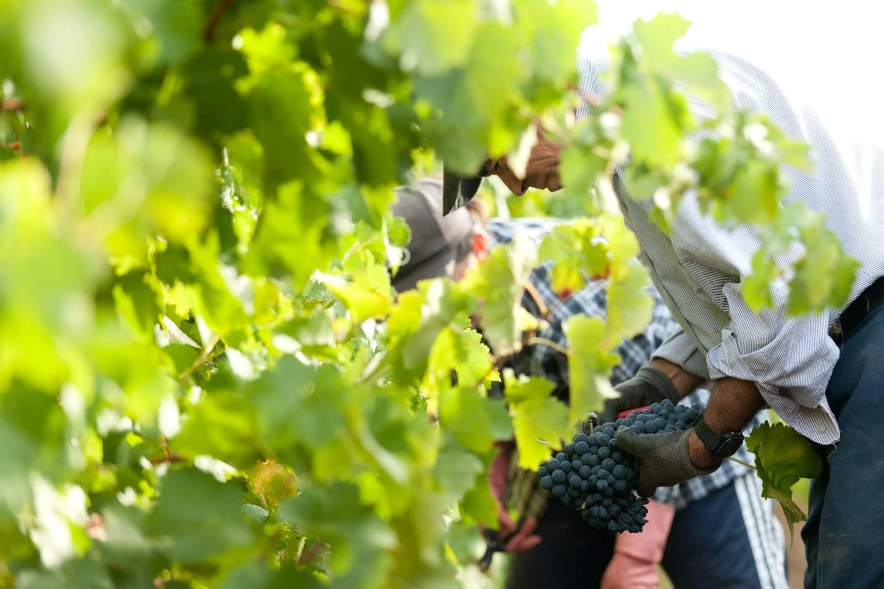 Mouchão – Visita à Adega, Vinha & Prova de Vinhos