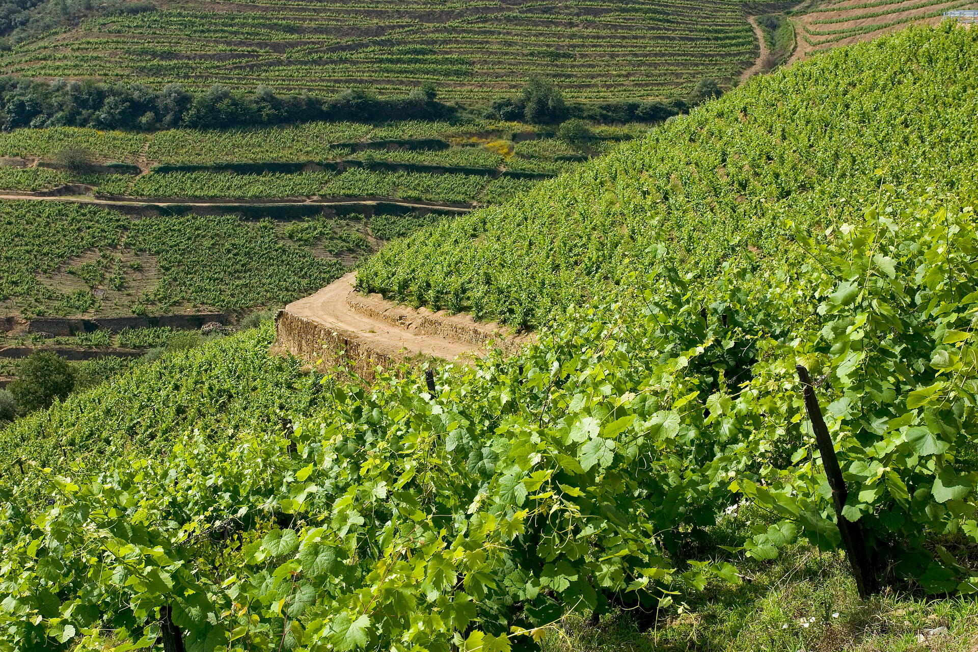 Lavradores de Feitoria – Visita & Prova Identidade