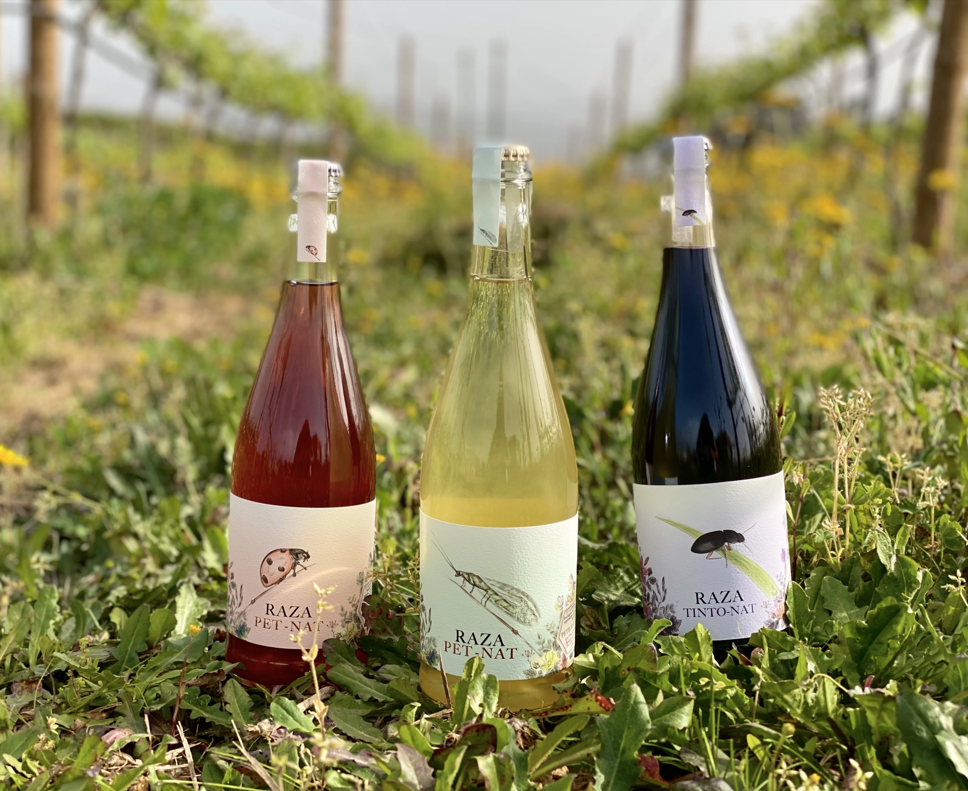 Quinta da Raza – Prova de Vinhos Naturais