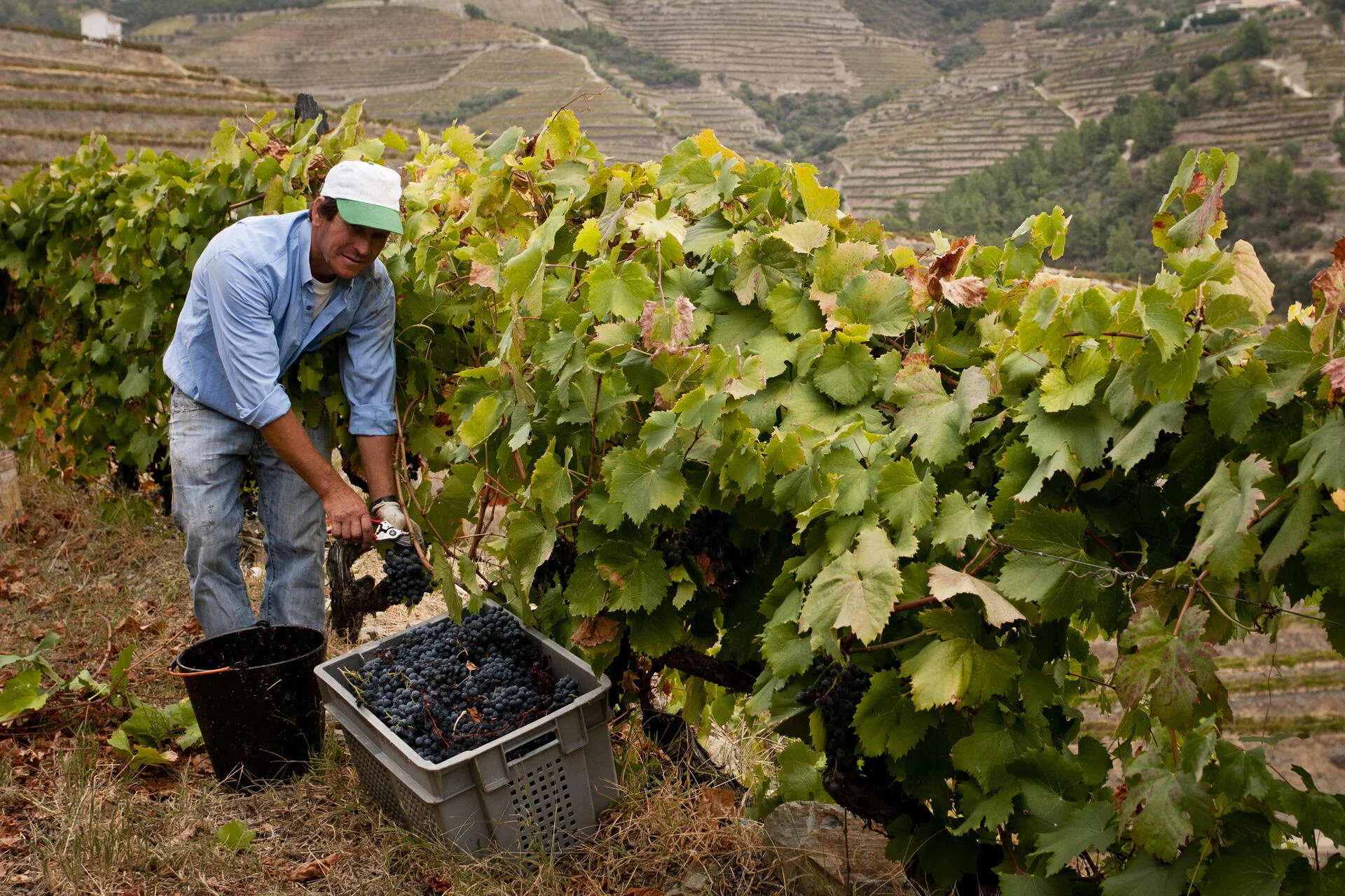 Lavradores de Feitoria – Visita & Prova Terroir
