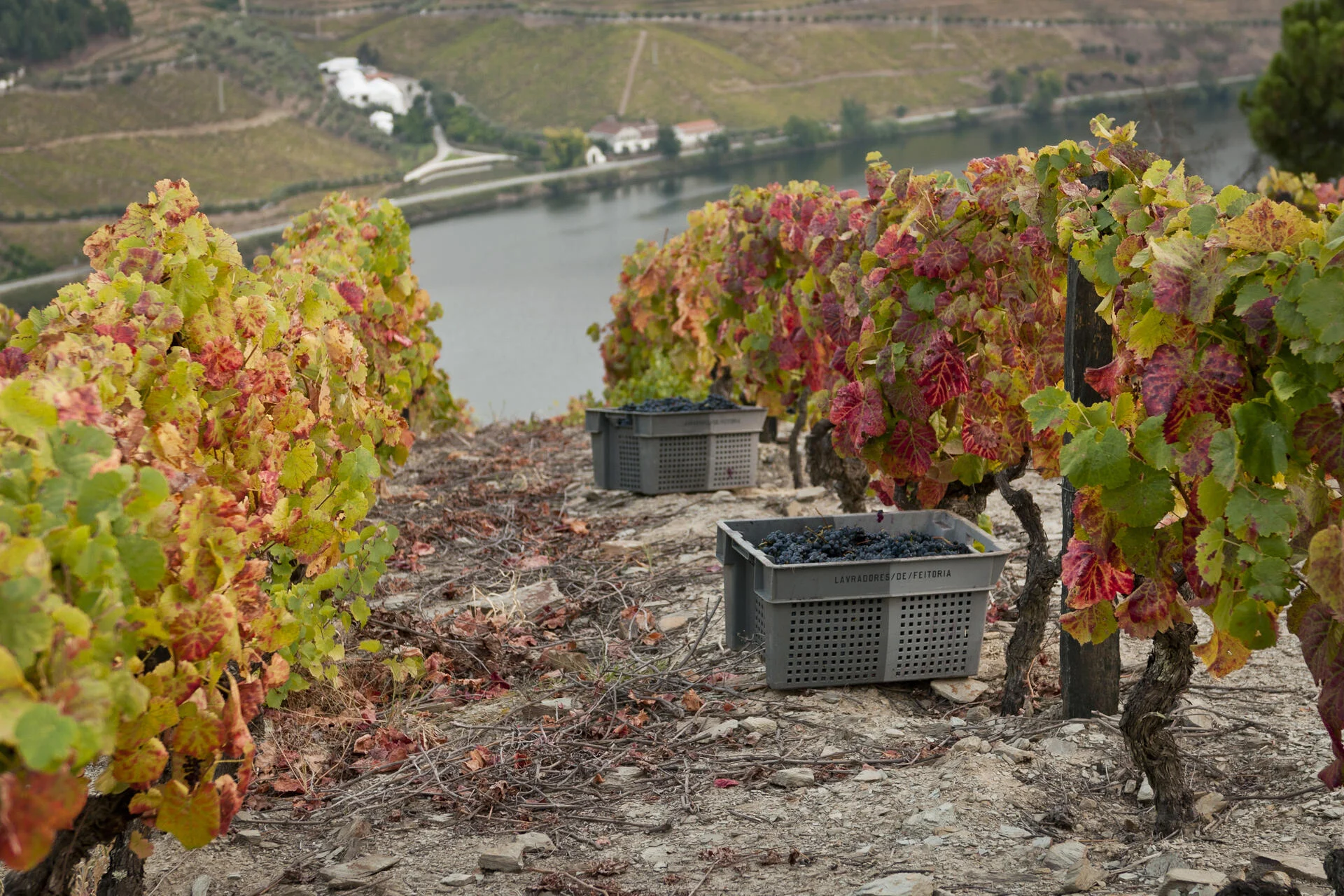 Lavradores de Feitoria – Um Dia na Vindima