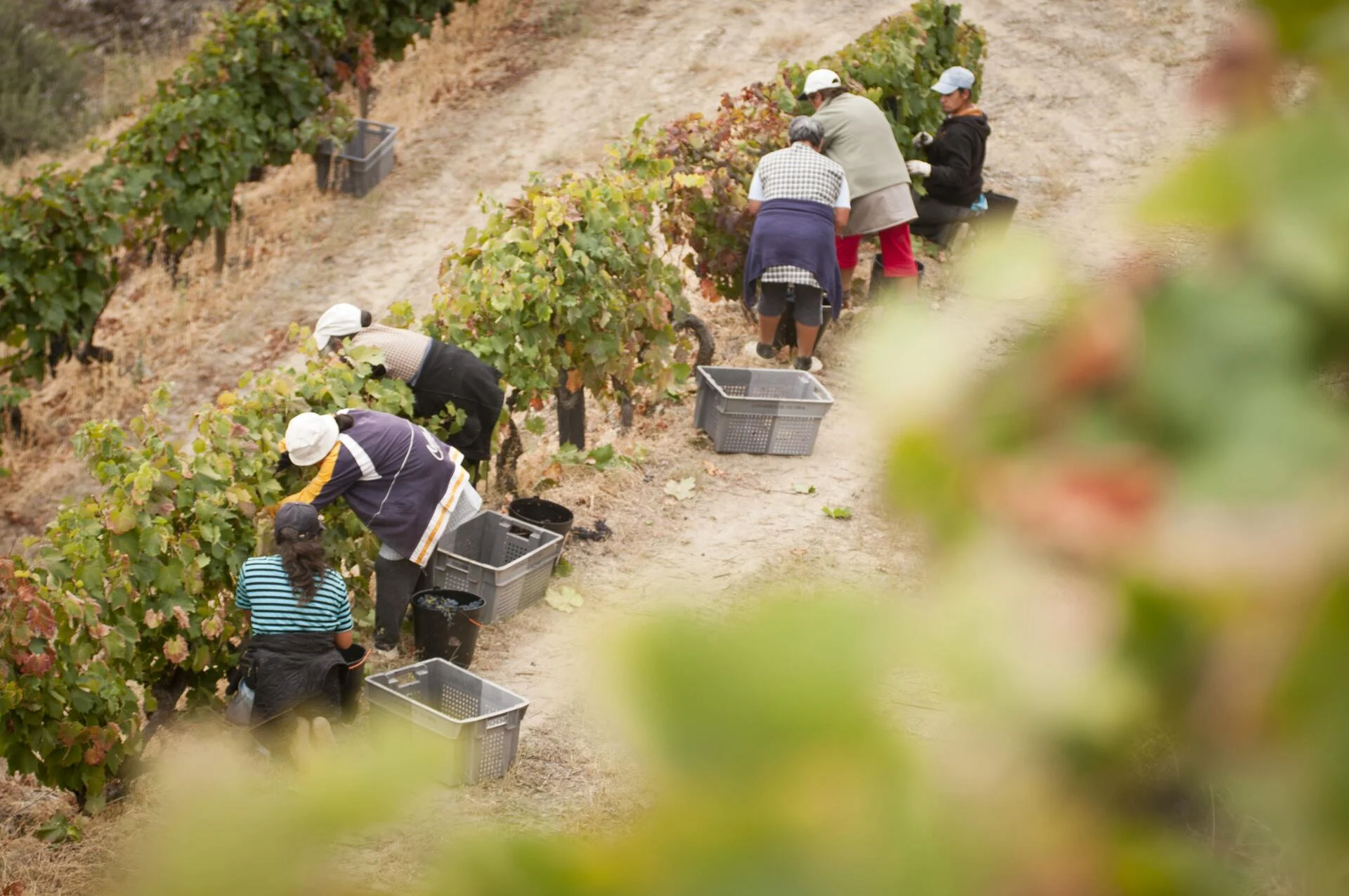 Lavradores de Feitoria – Um Dia na Vindima