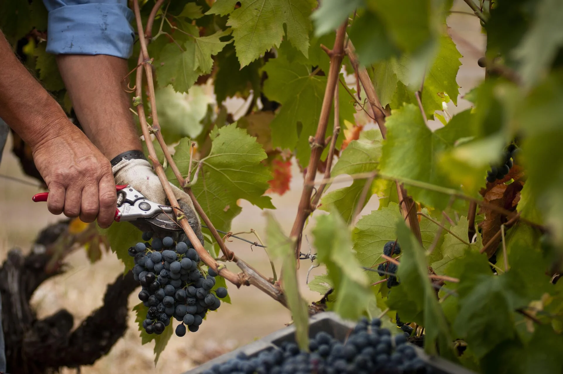 Lavradores de Feitoria – Um Dia na Vindima