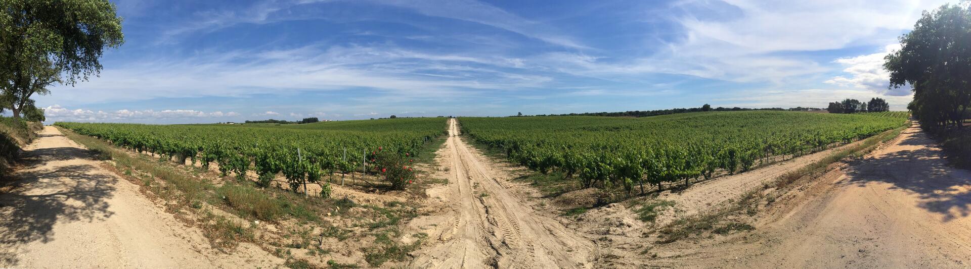 Quinta do Monte Alegre – Prova & Visita Guiada