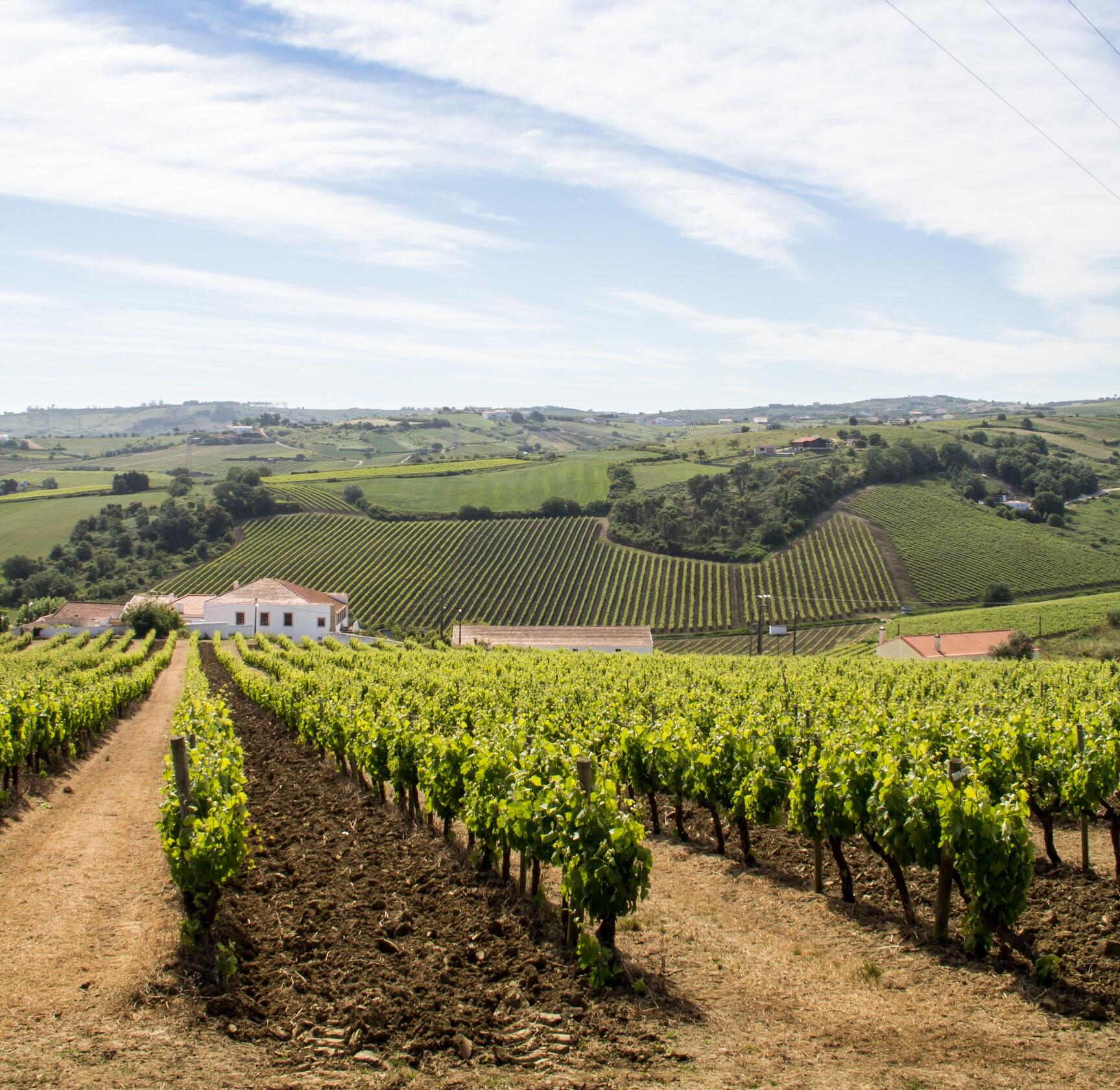 Vinhos no Parque Nacional da Arrábida