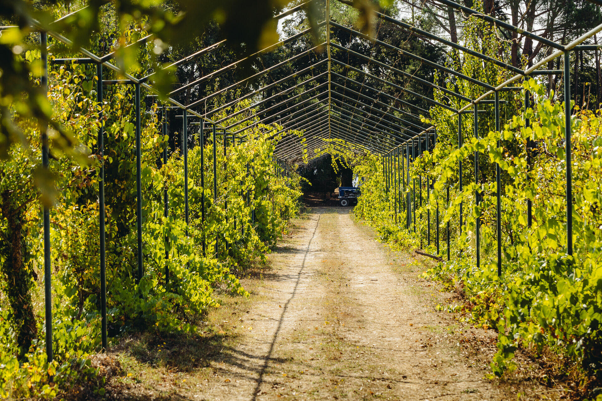 Wine Magnum – Visita & Prova Terroir