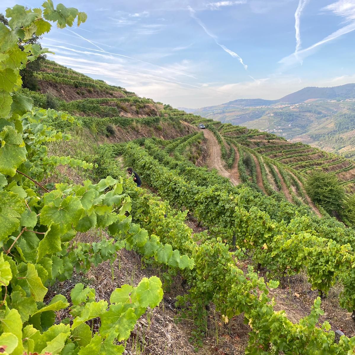 Quinta da Pedra Alta – Visita & Prova Iconic