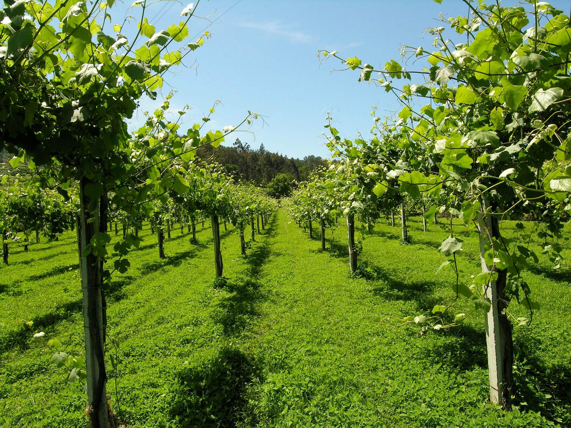 Quintas de Melgaço – Piquenique nas Vinhas