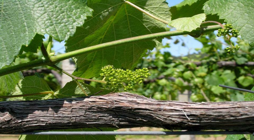 Quintas de Melgaço – Piquenique nas Vinhas