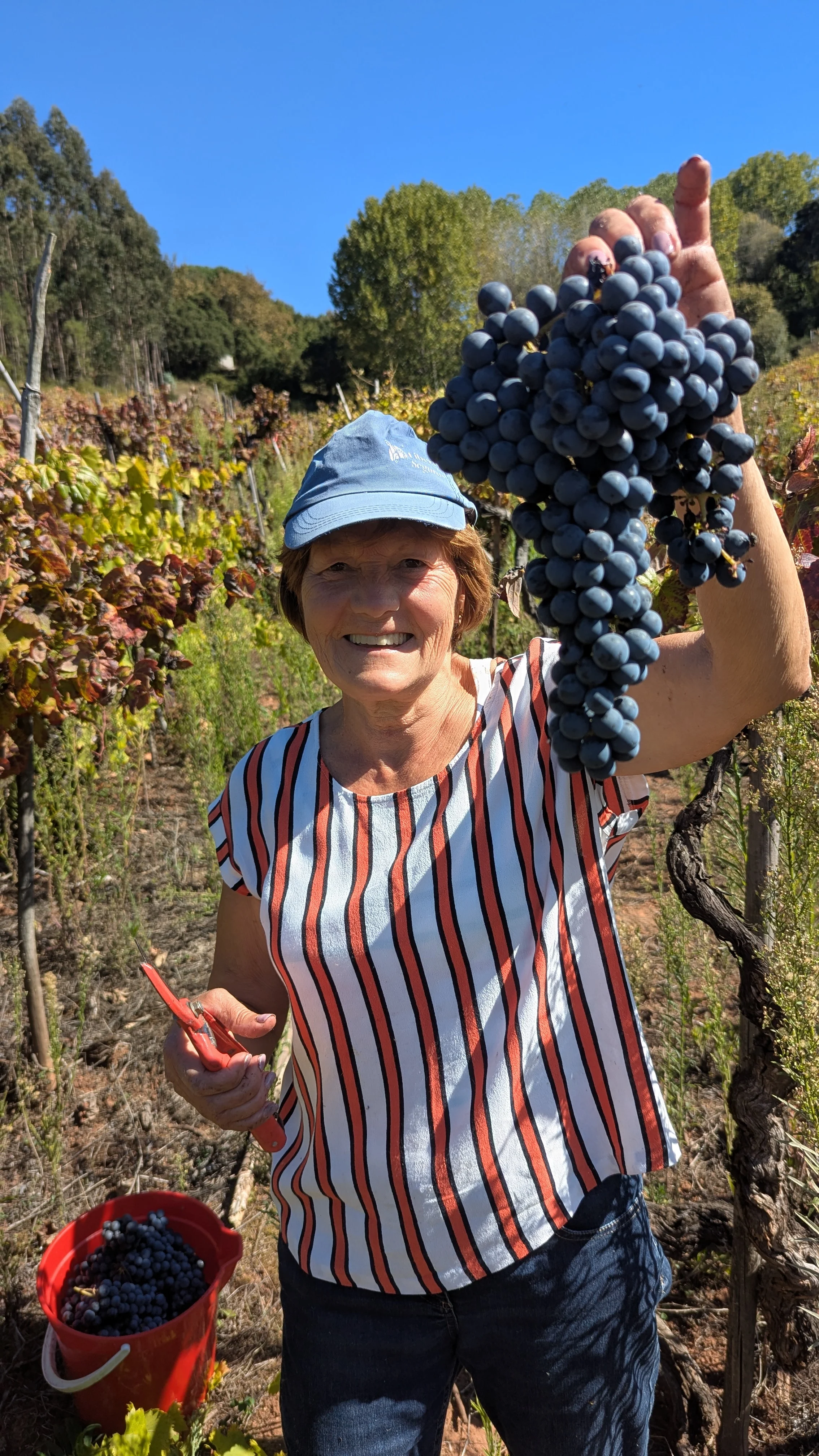 Adega Malápio – Um Dia na Vindima