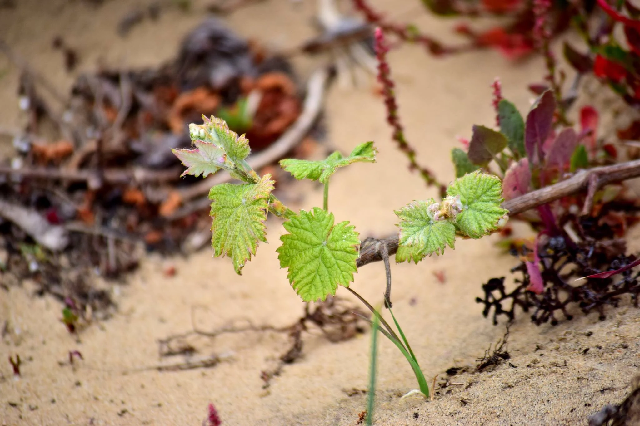 Adega de Colares – Prova Vertical Brancos de Areia