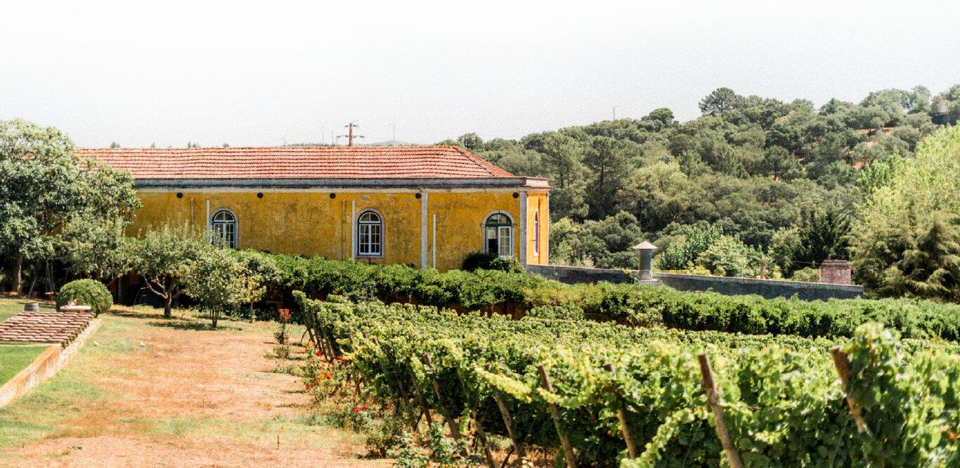 Quinta de Sant’Ana – Piquenique nas Vinhas