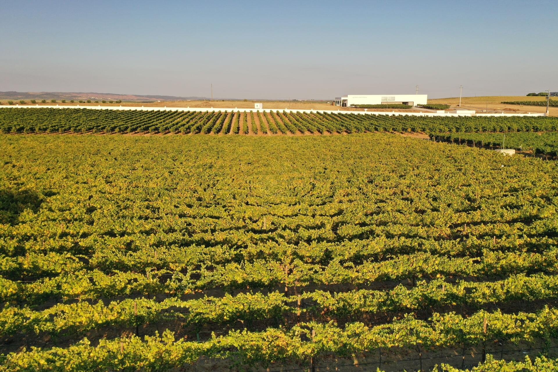 Quinta do Paral – Visita & Prova Origem