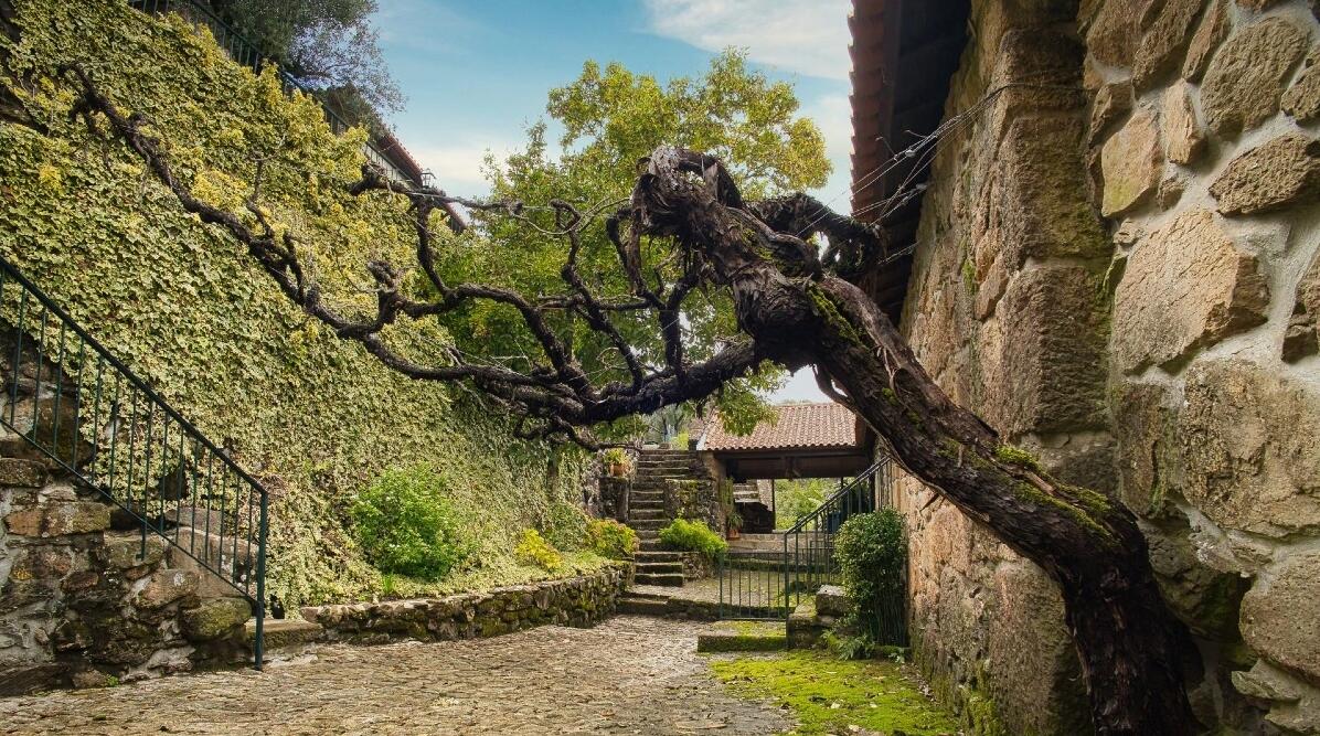 Tour Privado à Região dos Vinhos Verdes