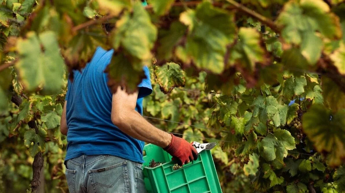 Tour Privado à Região dos Vinhos Verdes