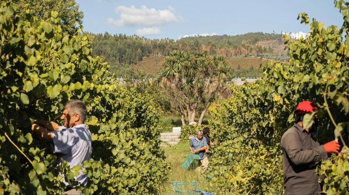 Tour Privado à Região dos Vinhos Verdes