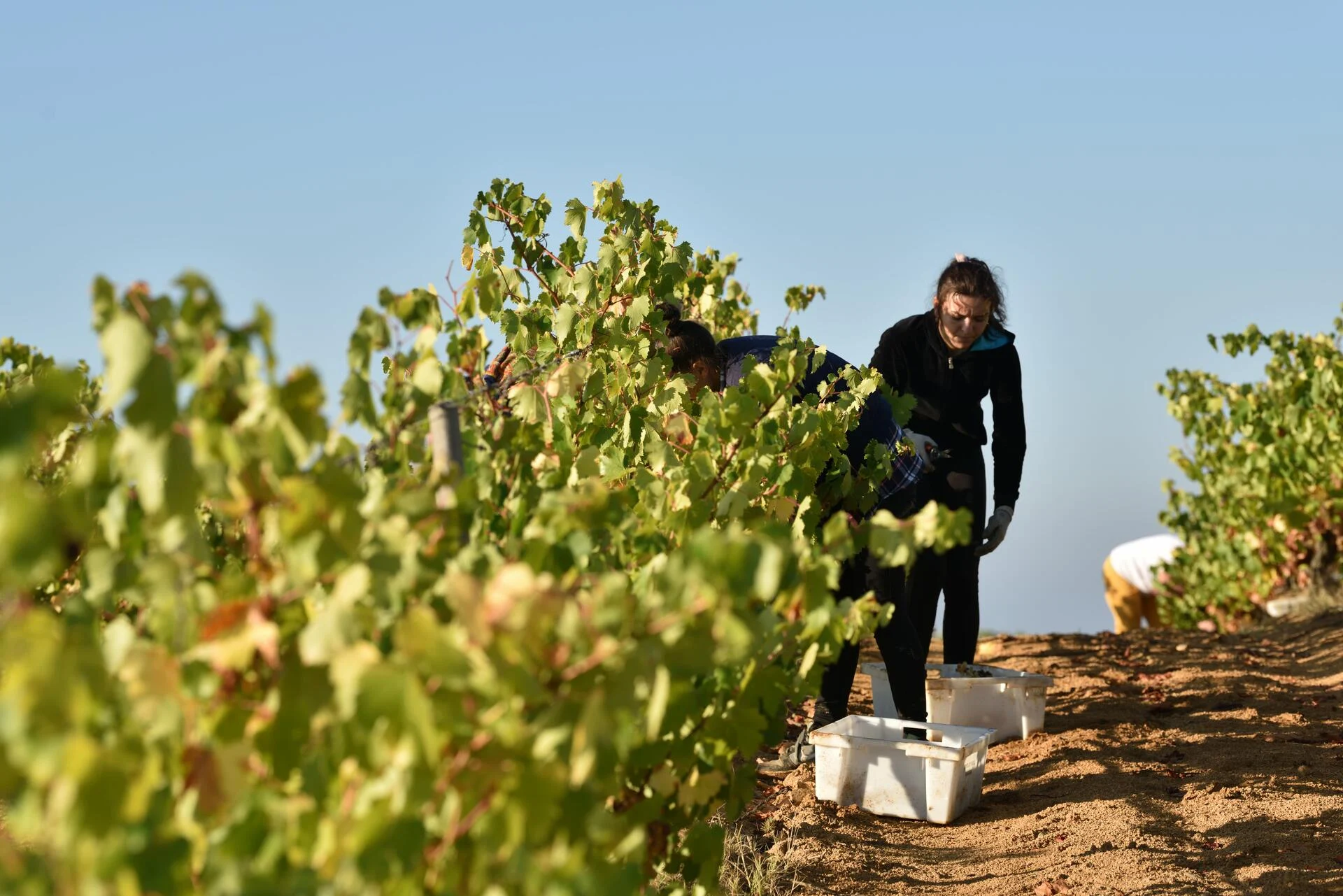 Quinta do Paral – Visita & Prova Signature