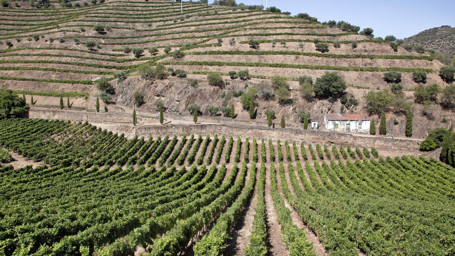 Quinta do Vesúvio – Experiência Exclusiva