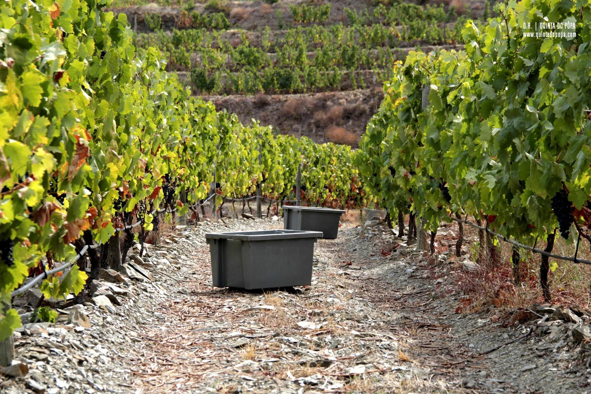 Quinta do Pôpa – Picnic Vínico & Prova