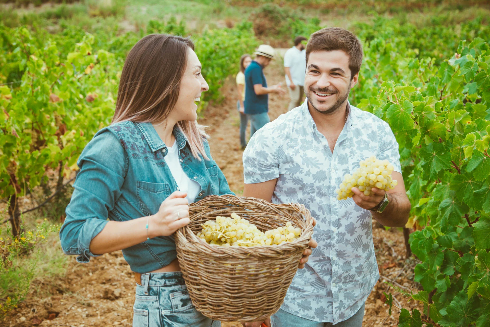 Adega de Vidigueira – Vindima