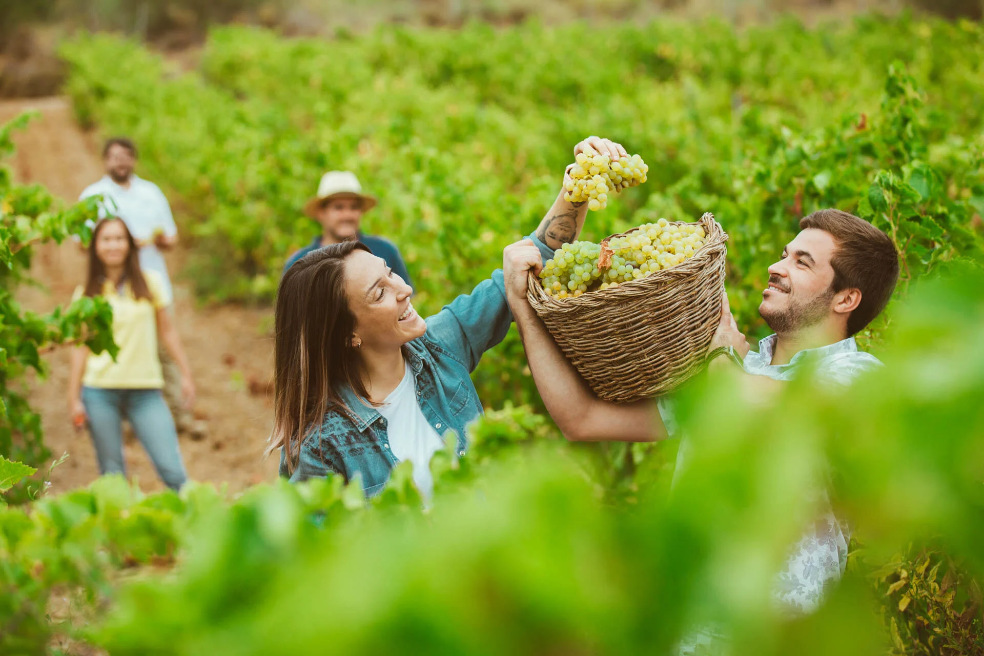 Adega de Vidigueira – Vindima