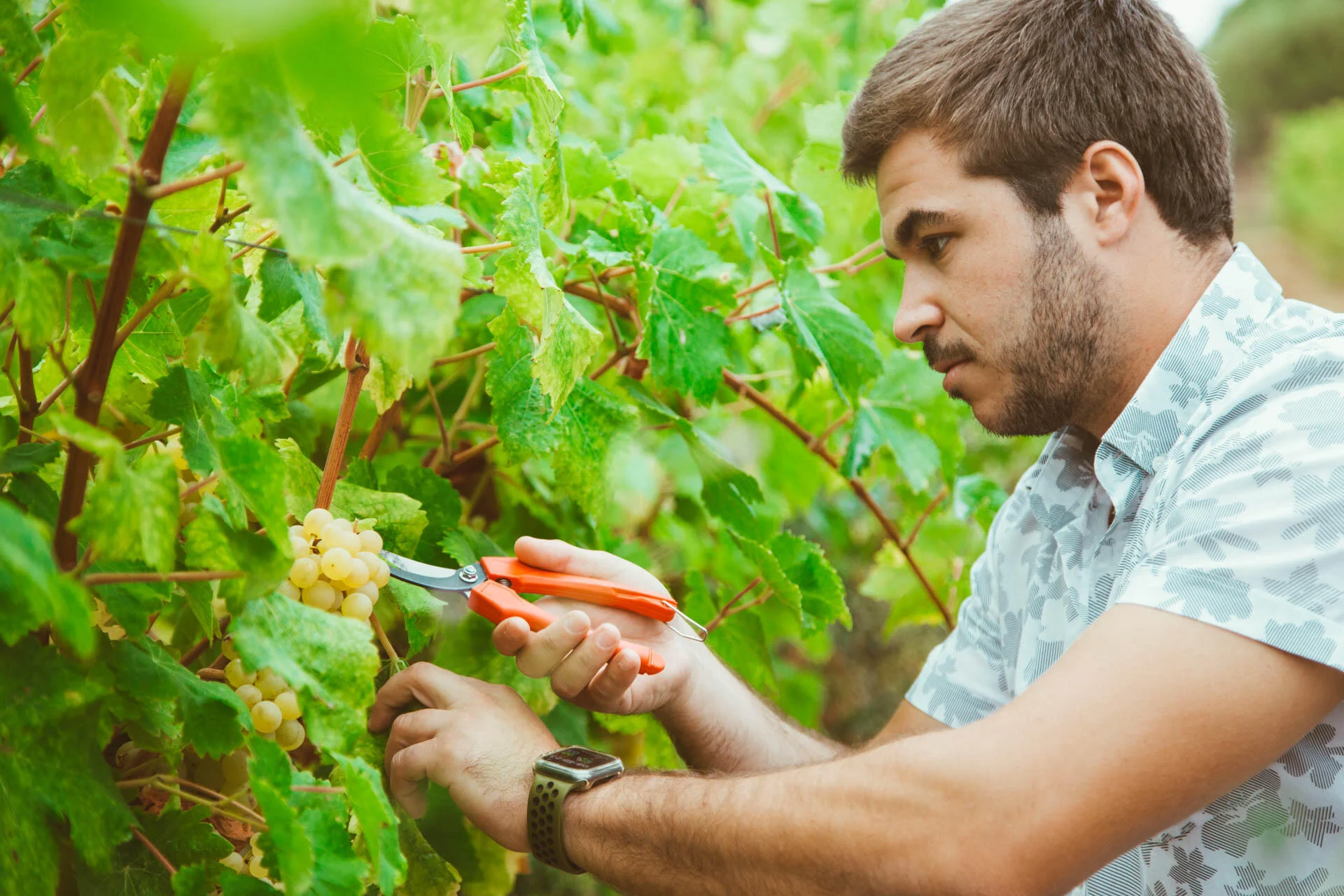 Adega de Vidigueira – Vindima