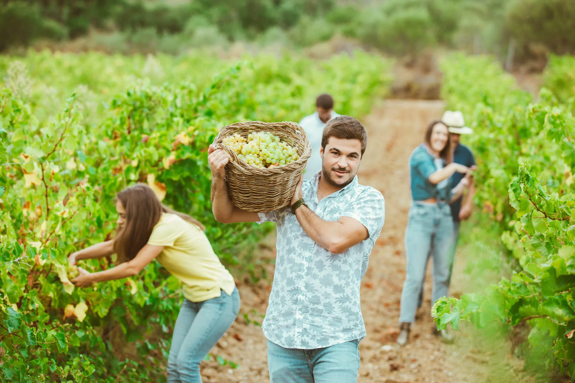 Adega de Vidigueira – Vindima
