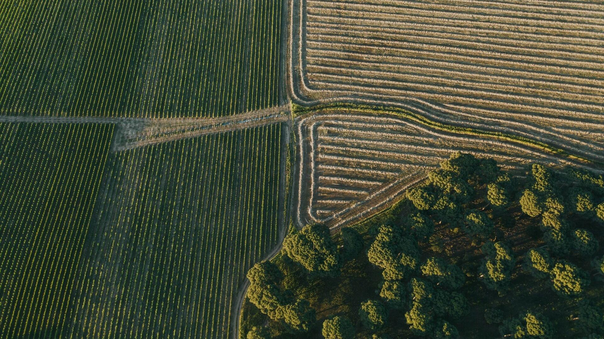 Tapada de Coelheiros – Vindimas