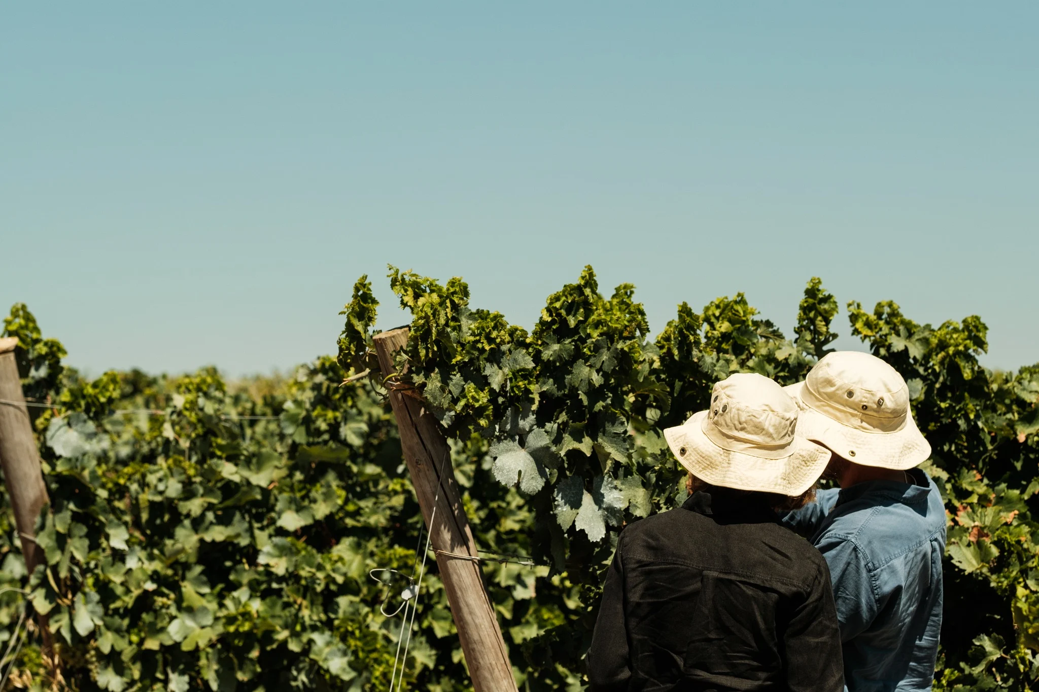 Tapada de Coelheiros – Vindimas