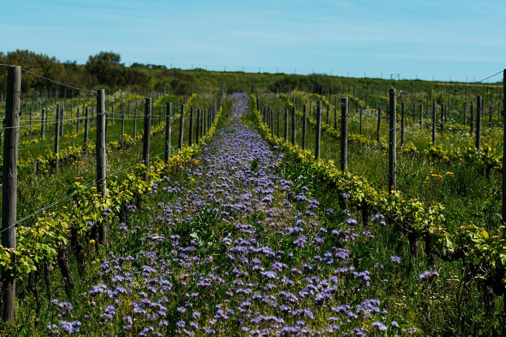 Tapada de Coelheiros – Vindimas