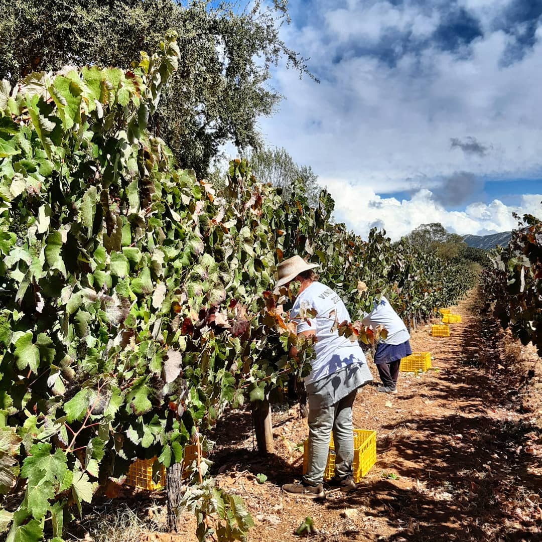 Adega José de Sousa – Programa de Vindimas