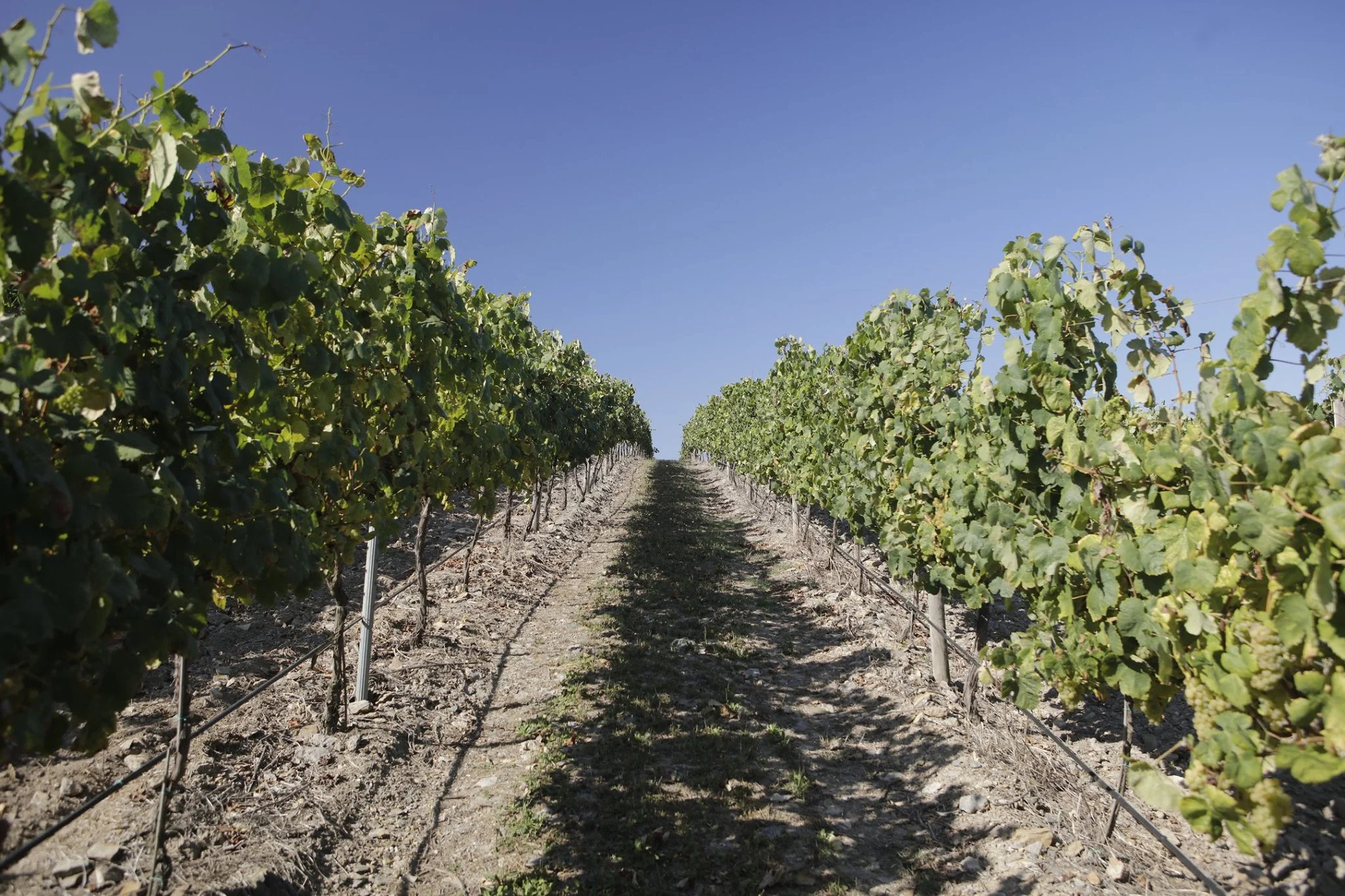 Quinta das Arcas – Visita & Prova da Terra