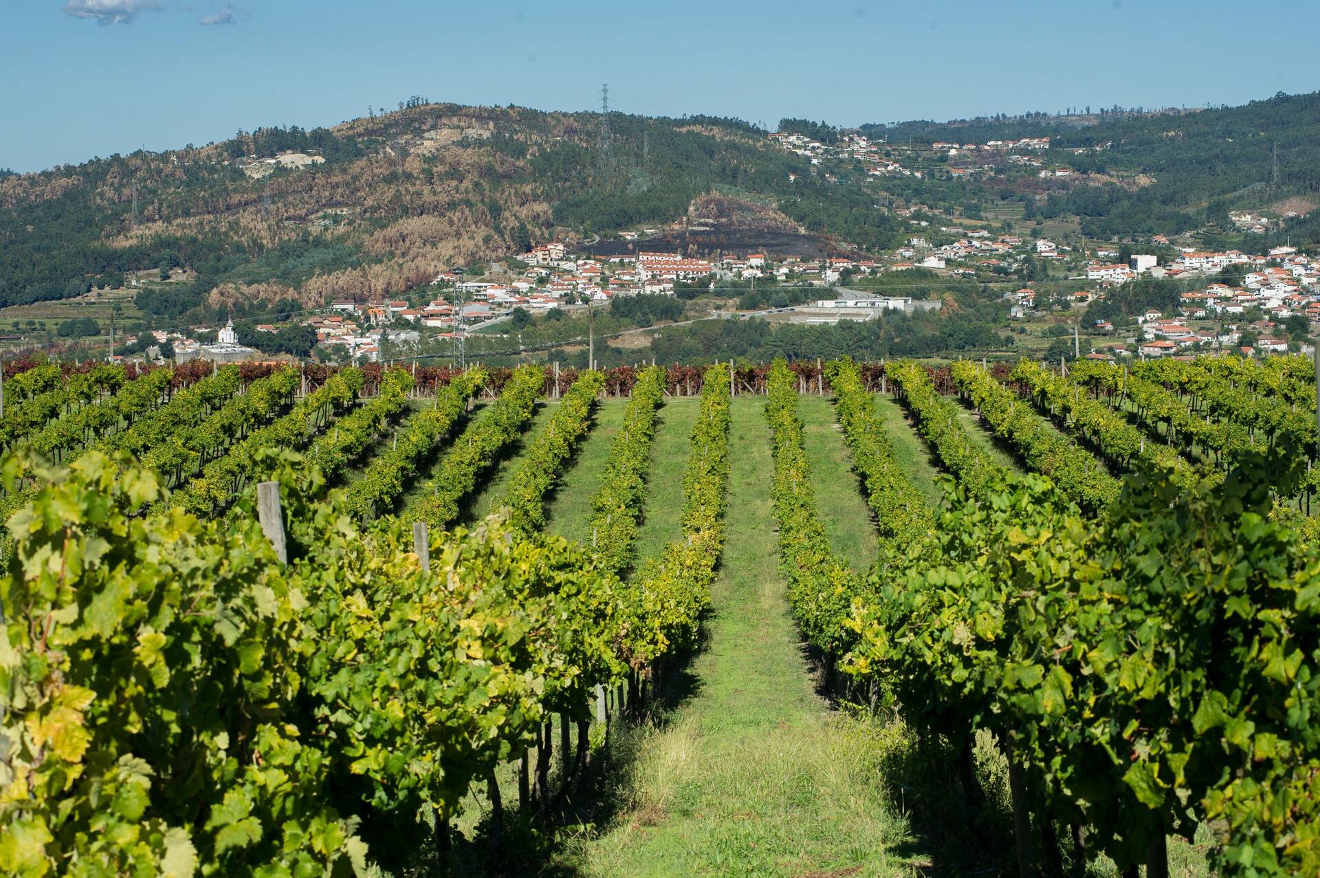 Quinta das Arcas – Visita & Prova da Terra