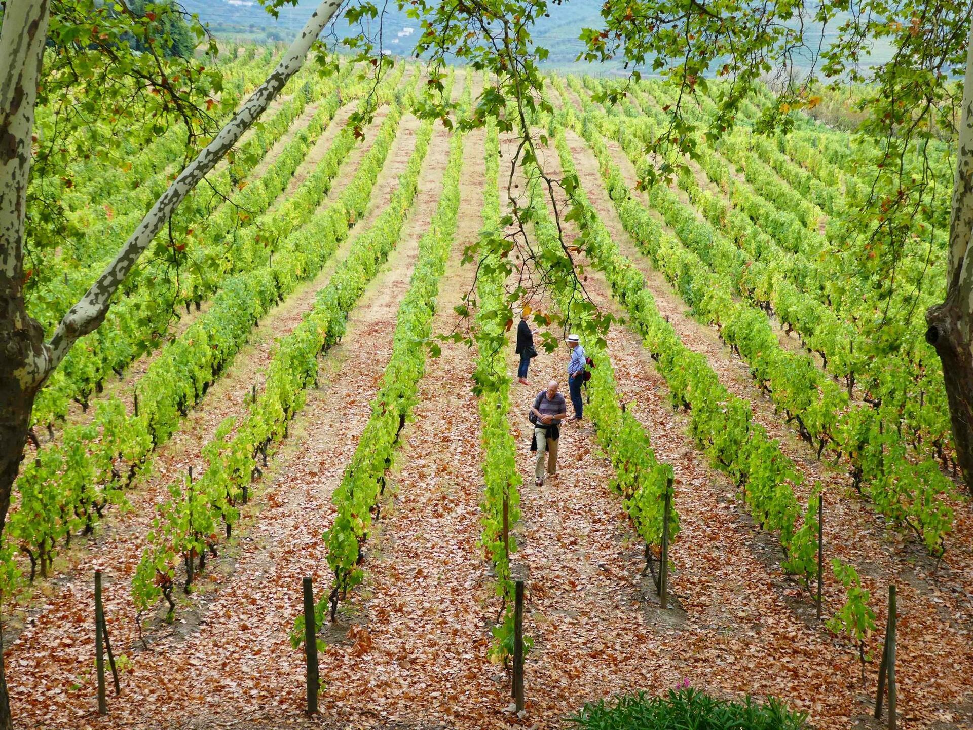 Quinta da Pacheca – Vineyard Grape Experience