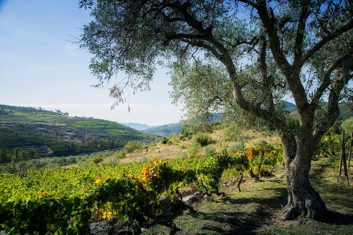 Adega Maçanita – Almoço Bucha do Douro