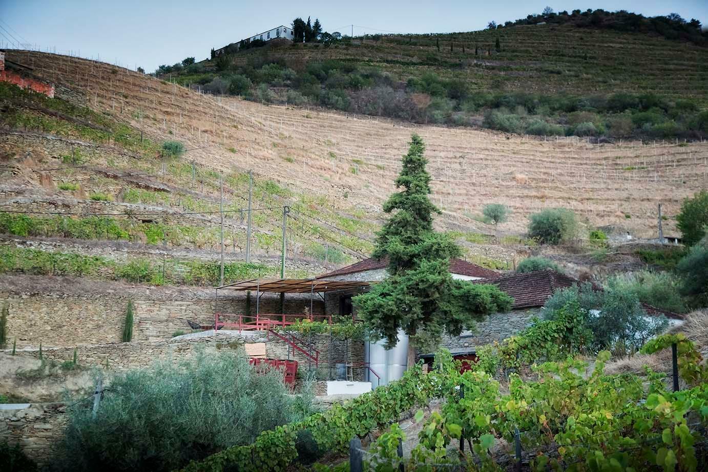 Adega Maçanita – Almoço Bucha do Douro